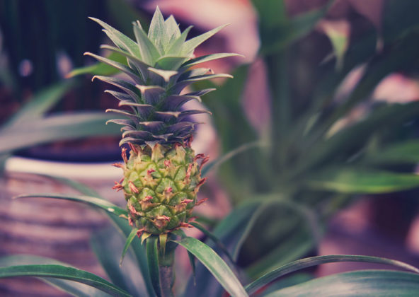 Chcete chutný ananas z vlastní zahrádky? Odložte si bokem jeho listovou růžici
