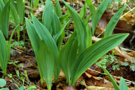 medvědí česnek