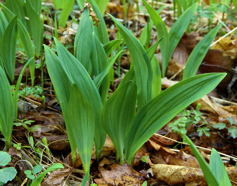 medvědí česnek