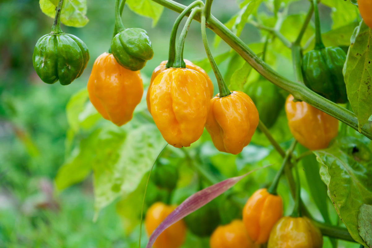 Habanero žluté papriky