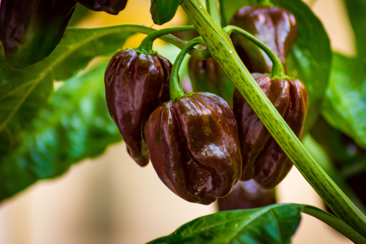 Habanero papriky v čokoládové barvě