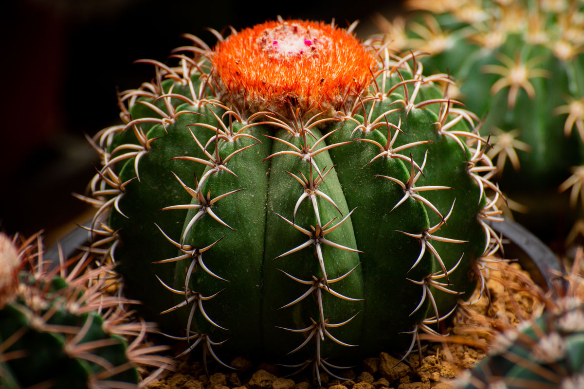 kaktus z rodu melocactus