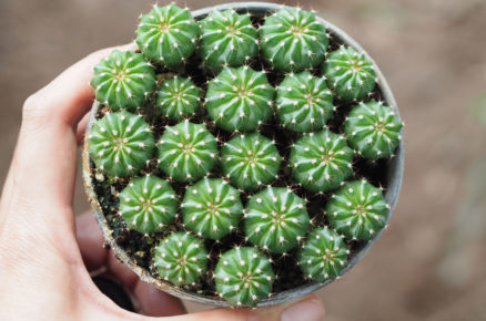 malé kaktusy v květináči