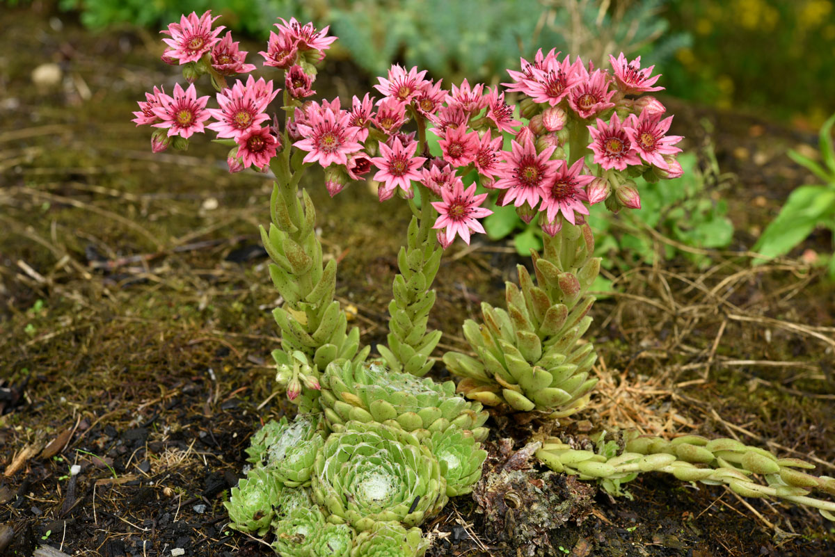 Sempervivum arachnoideum