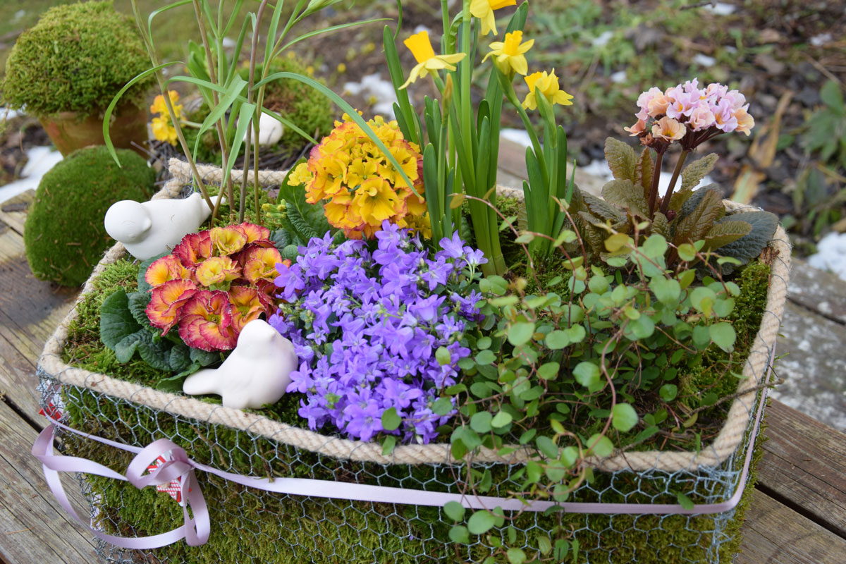 dekorační košík s mechem, živými květinami a dekoracemi