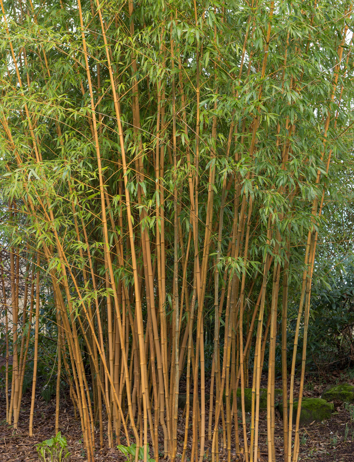 Pabambus čili listoklasec bambusovitý