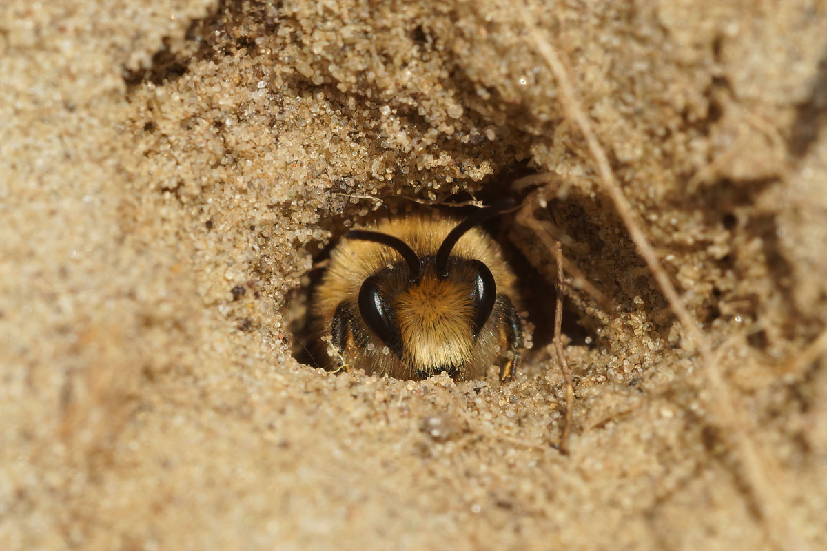 samotářská včela v malé dírce v půdě