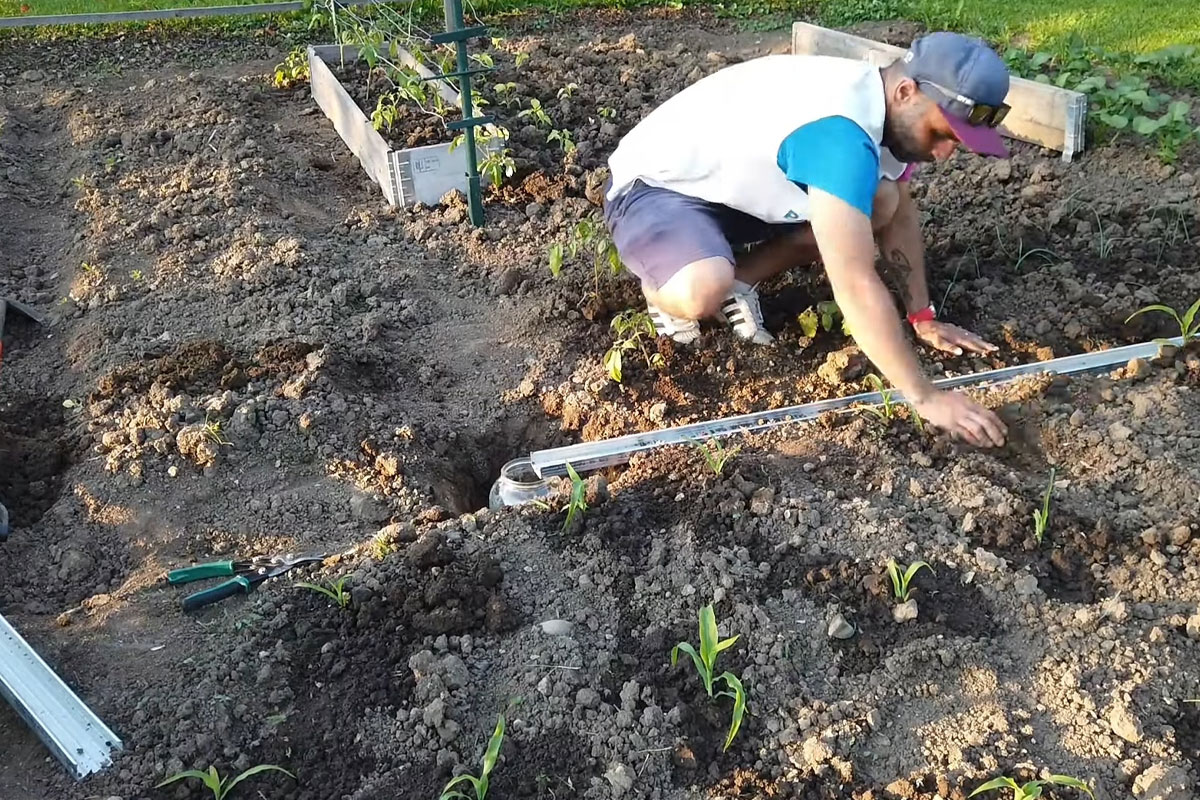 výroba pasti na krtonožku, vložení profilu do rýhy v půdě