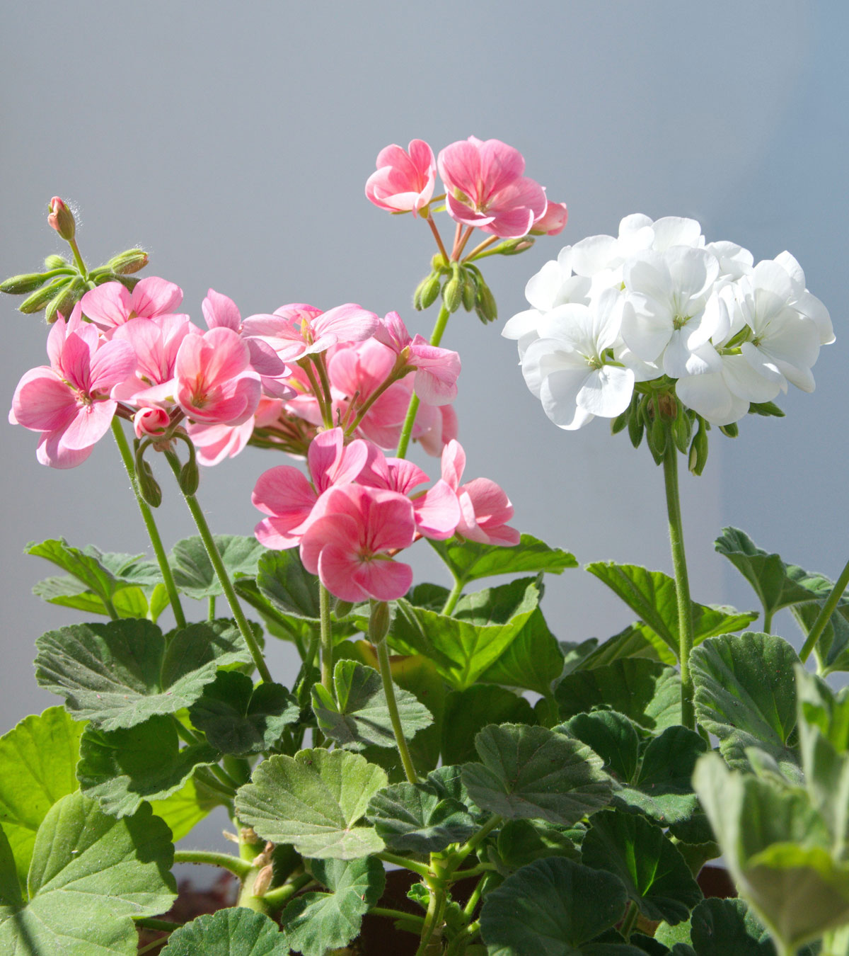 Pelargonie páskatá