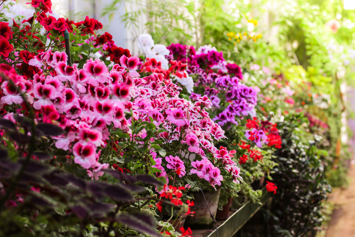 Pelargonie