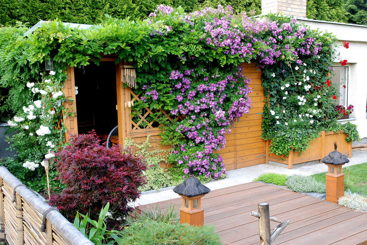 letní dřevěná zahradní stavba s popínavými rostlinami, od stavby vede vysutá terasa nad jezírko