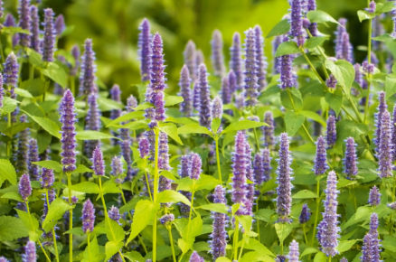 Agastache