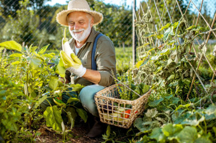 starý muž sbírá úrodu v zahradě