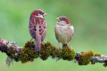 Samec a samice vrabce