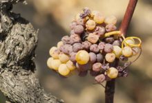 Plíseň šedá / botrytida (hnědnutí hroznu, hniloba hroznu)