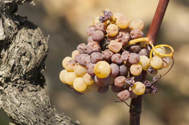 Plíseň šedá / botrytida (hnědnutí hroznu, hniloba hroznu)