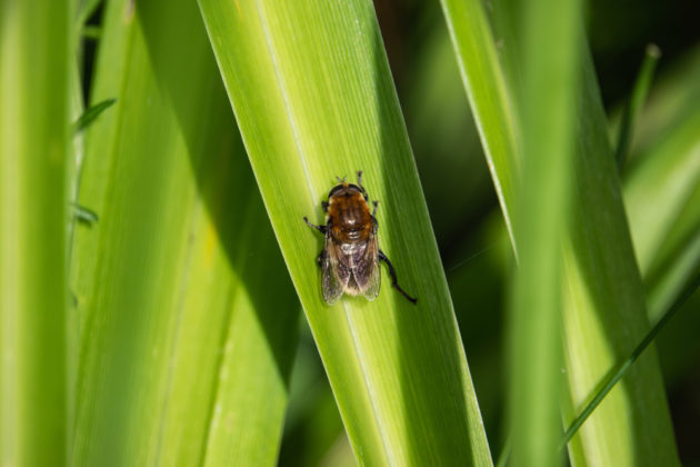 Cibulovka narcisová (odumírání narcisů, hniloba narcisů)
