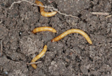 Drátovec (tvrdá housenka, oranžová larva v zemi)