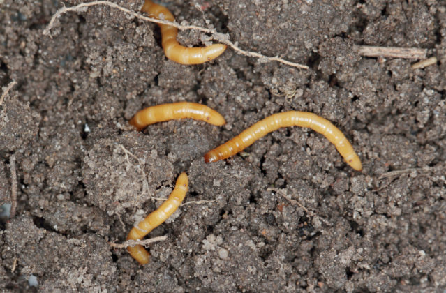 Drátovec (tvrdá housenka, oranžová larva v zemi)