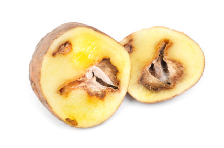 fómová hniloba brambor