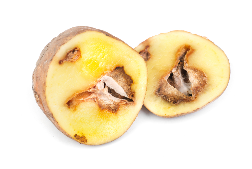 fómová hniloba brambor