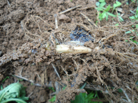 Mokrá hniloba brambor (vadnutí brambor)