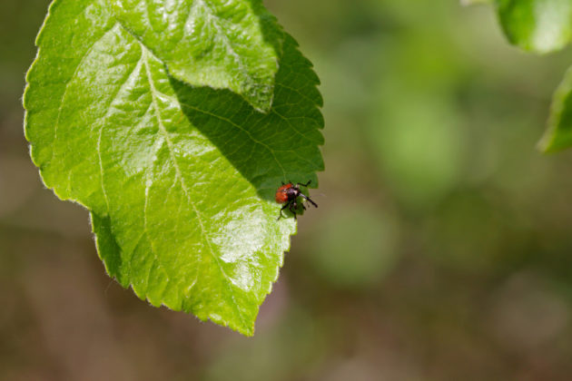 Zobonoska jablečná (padání jablek, zdeformovaná jablka)