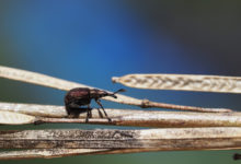Zobonoska švestková (opadávání švestek, opadávání třešní, hniloba švestek, hniloba třešní)