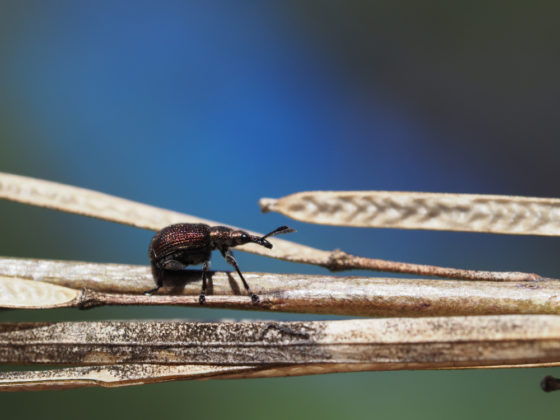 Zobonoska švestková (opadávání švestek, opadávání třešní, hniloba švestek, hniloba třešní)