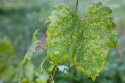 perenospora révy