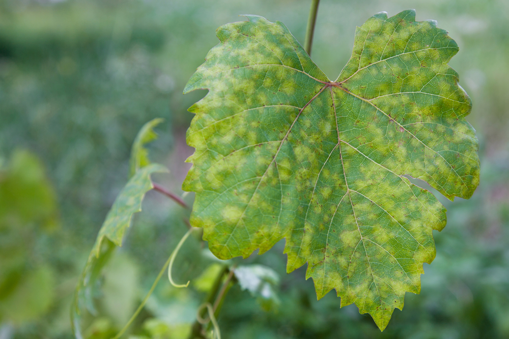 perenospora révy