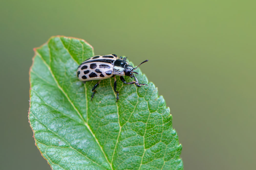 mandelinka Melasoma vigintipunctata