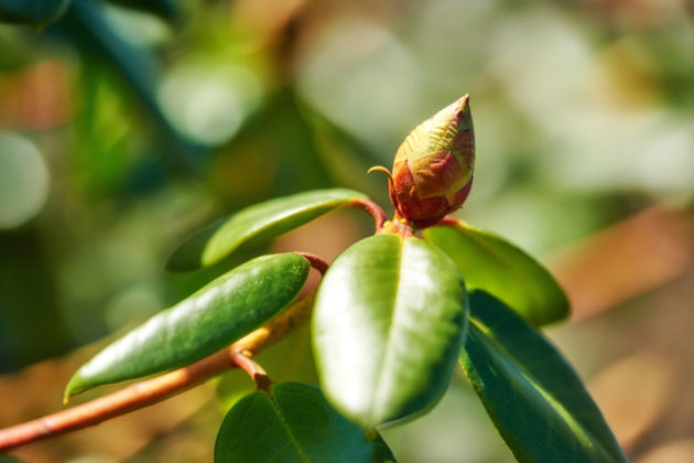 Hnědnutí a padání poupat rododendronu nepodceňujte. Může jít o závažný problém
