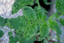Tobomavirus (ToBRFV) na rajčatech a paprice (skvrny na listech, nerovnoměrné dozrávání plodů)