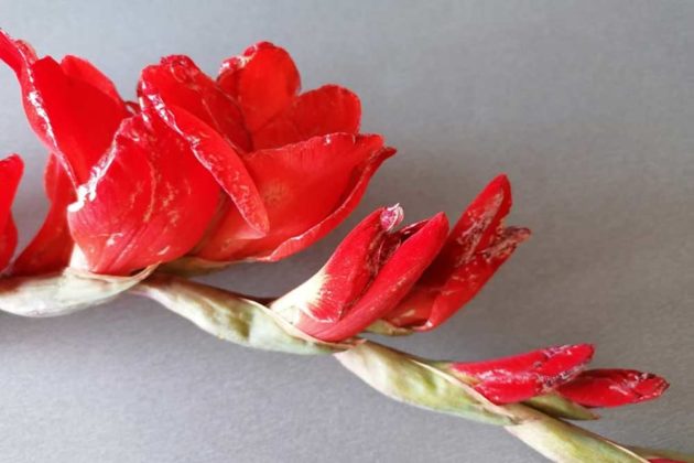 Třásněnka mečíková (skvrny na gladiolách)
