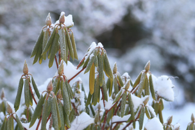 Svinování listů rododendronů (zkroucené listy na rododendronu)