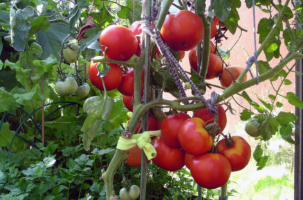 zelený límec na rajčatech