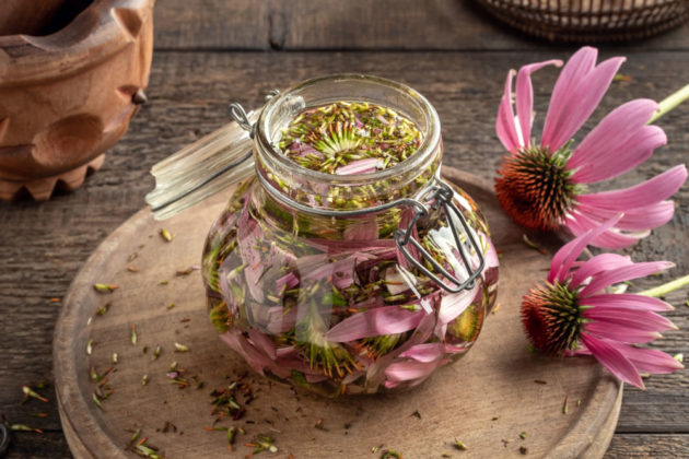 Echinacea je nejen krásná květina, ale i účinný lék. Jak z ní připravit čaj, tinkturu nebo hojivou mast?