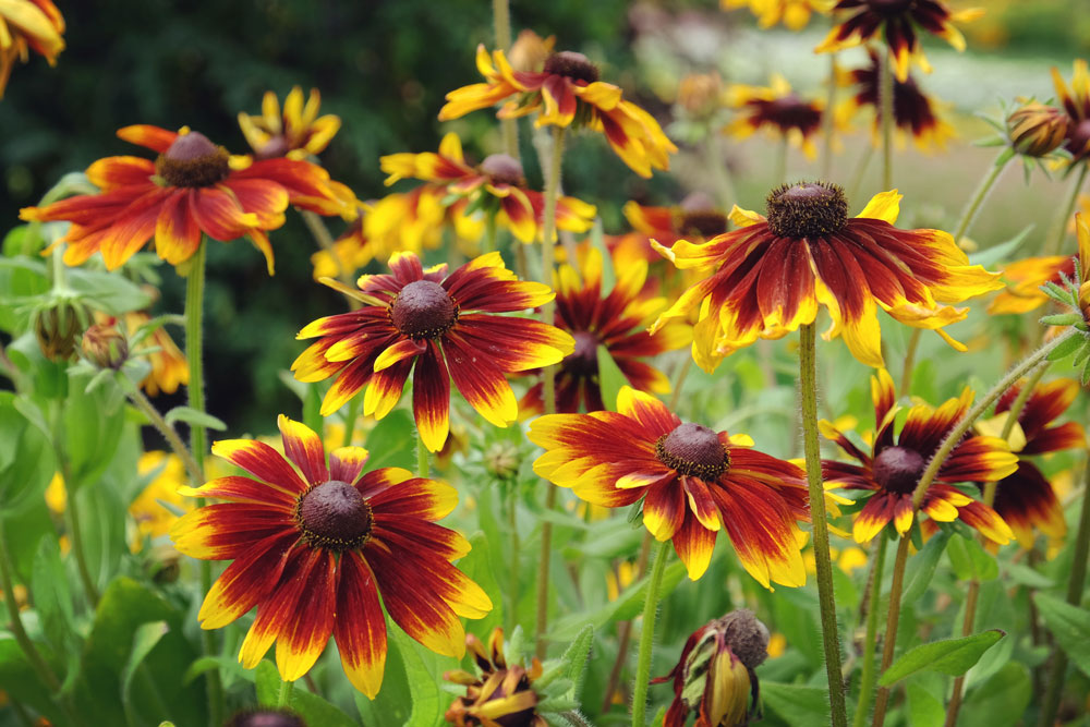 Rudbekie