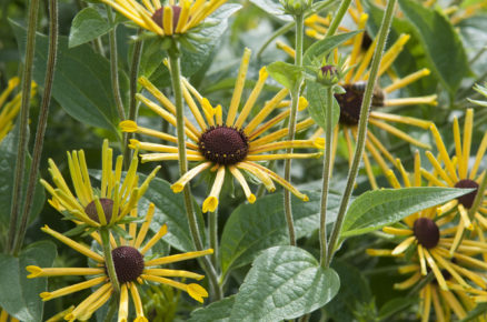 Rudbekie podplstnatá