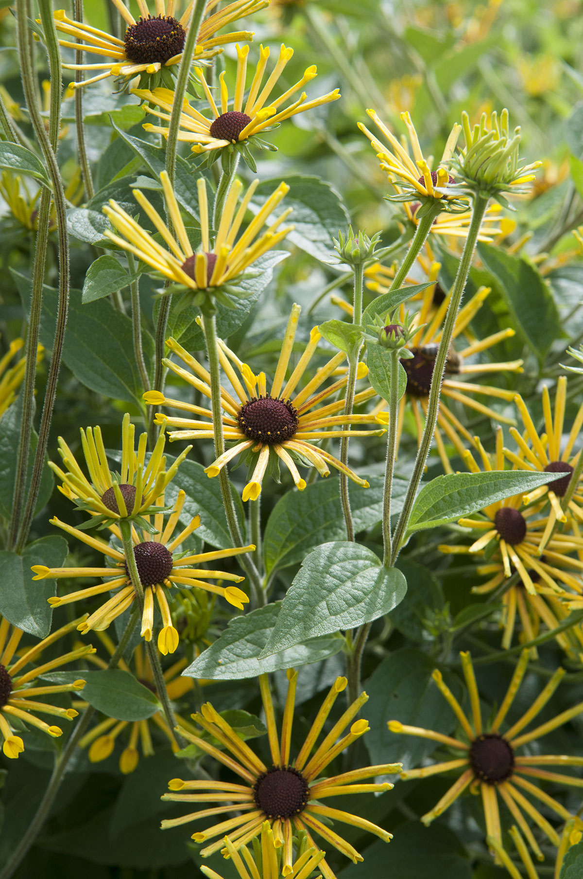 Rudbekie podplstnatá