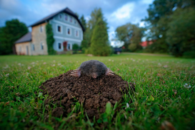 Jak ochránit zahrádku před krty a hlodavci? Díky těmto rostlinám se budou od vašeho pozemku držet dál