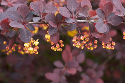 Dřišťál Thunbergův ‘Atropurpurea’ Berberis thunbergii