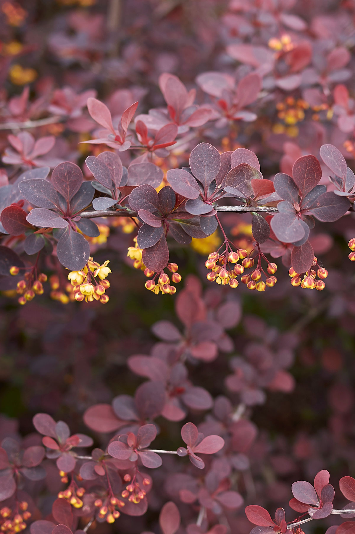 Dřišťál Thunbergův ‘Atropurpurea’ Berberis thunbergii