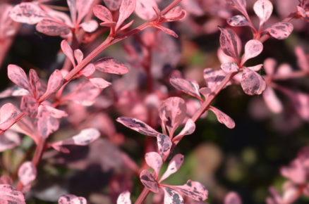 Dřišťál Thunbergův ‘Harlequin’ Berberis thunbergii