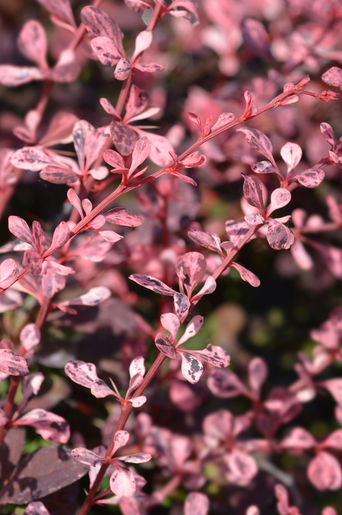 Dřišťál Thunbergův ‘Harlequin’ Berberis thunbergii