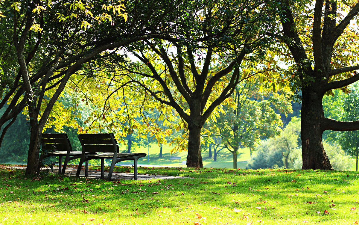 Městský park se stromy