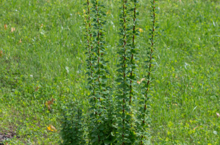 Dřišťál Thunbergův ‘Erecta’ Berberis thunbergii