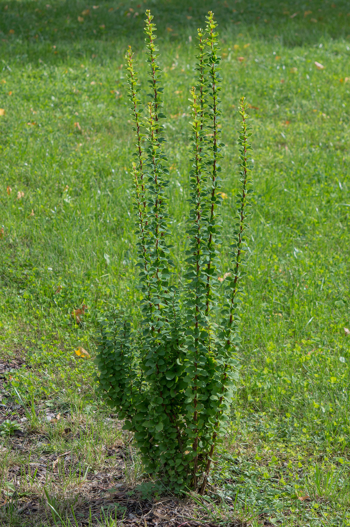 Dřišťál Thunbergův ‘Erecta’ Berberis thunbergii