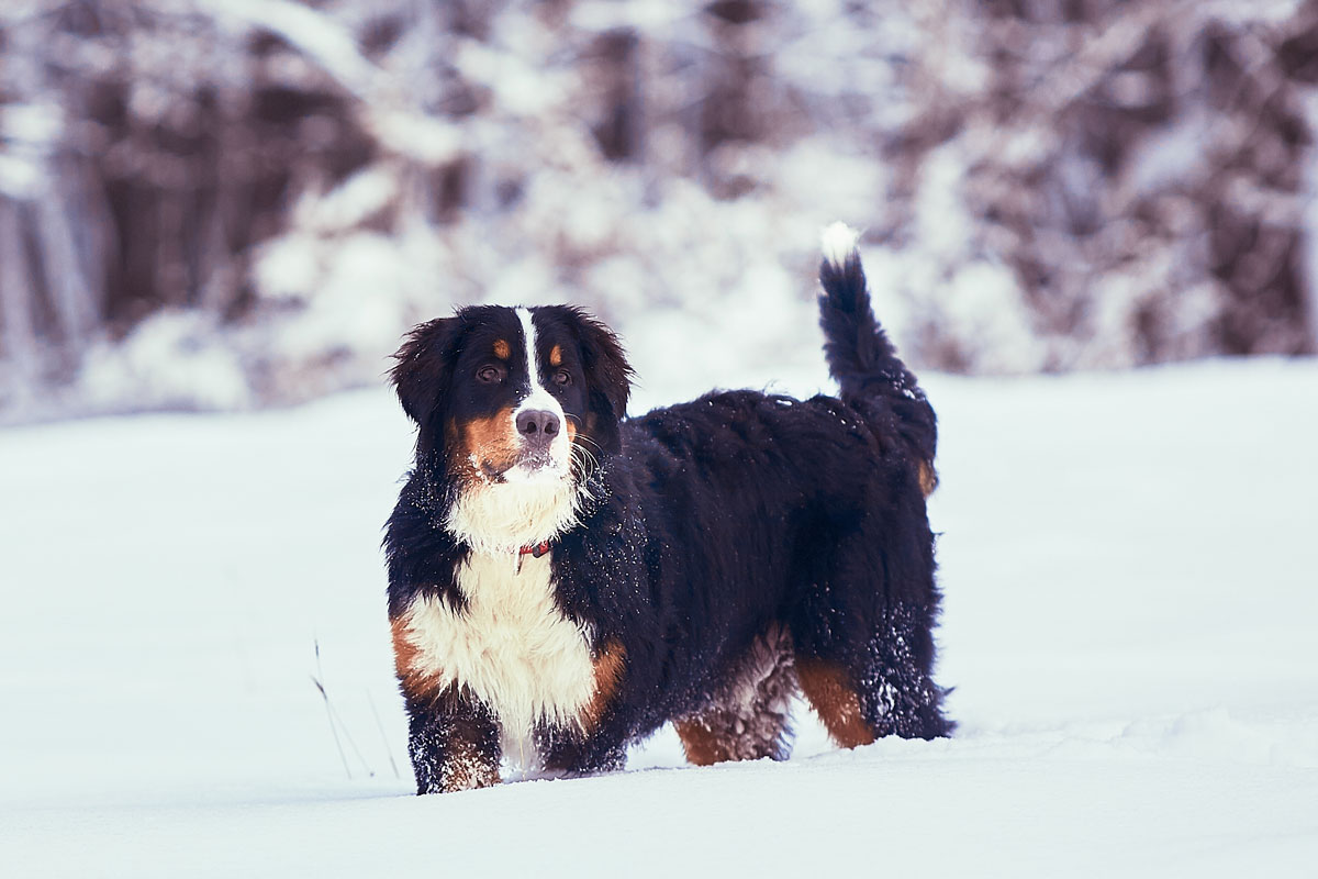 Pes ve sněhu